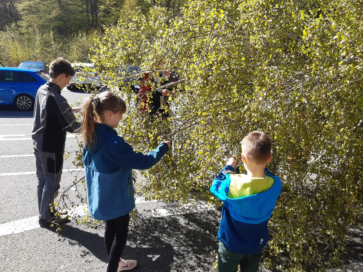 Kinder schmücken Zweige für den Stolberger Maibaum