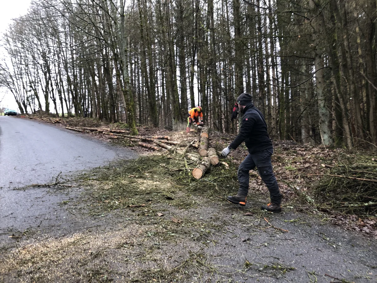 Mitglieder bei einem Arbeitseinsatz im Wald
