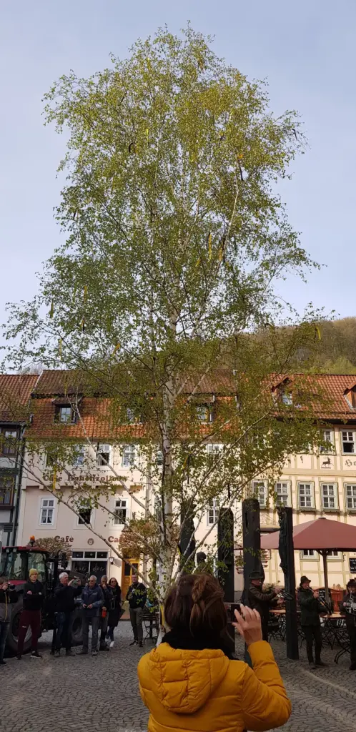Ein Maibaum für den Stolberger Marktplatz – Aufnahme 4