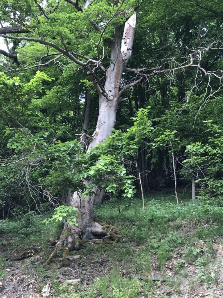 Alter Baum im Wald bei Stolberg